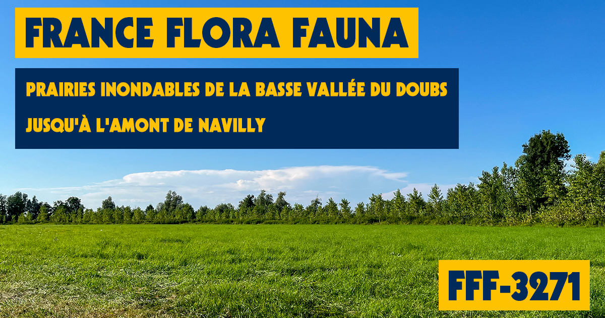 FFF-3271 : Prairies inondables de la basse Vallée Du Doubs Jusqu'à L'Amont De Navilly